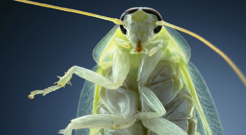 Illustration for article titled Tim Flach's intimate animal portraits reveal nature's human side